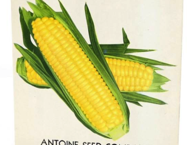 Ears of yellow corn and green leaves shown on a corn seed packet.