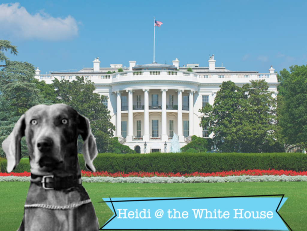 Eisenhower family dog Heidi sitting in front of the White House.